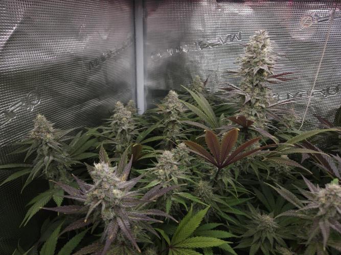 Solfire Gardens - Barf Breath. Week 11