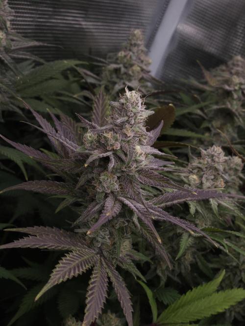 Solfire Gardens - Barf Breath. Week 11