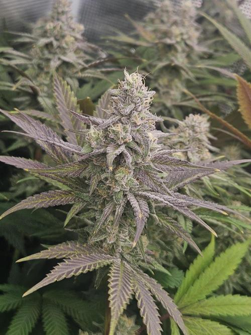 Solfire Gardens - Barf Breath. Week 11