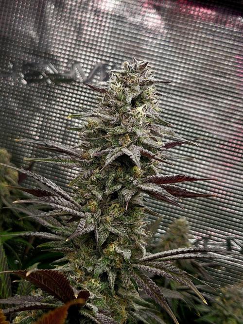 Solfire Gardens - Barf Breath. Week 11