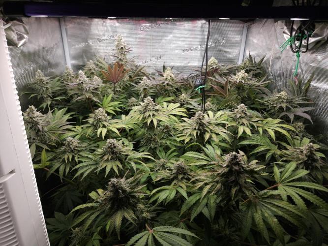 Dulce De Gas. Week 11