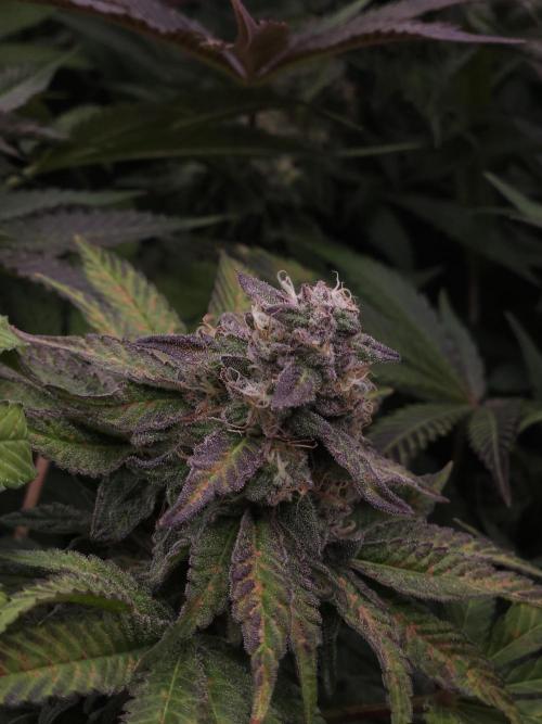 Dulce De Gas. Week 11