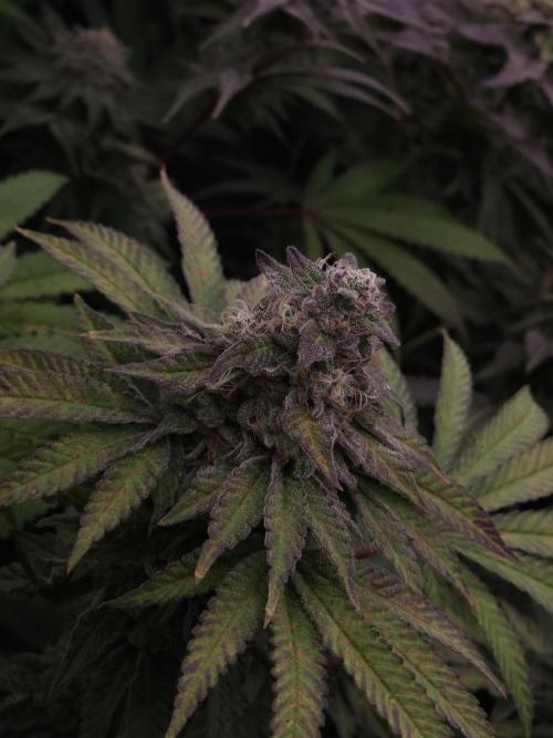 Dulce De Gas. Week 11