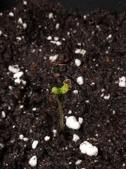 Eternity Grow Cup 2026. Week 1