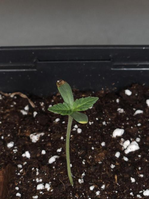 Eternity Grow Cup 2026. Week 1