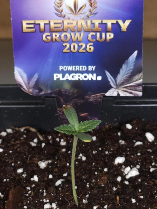Eternity Grow Cup 2026. Week 1