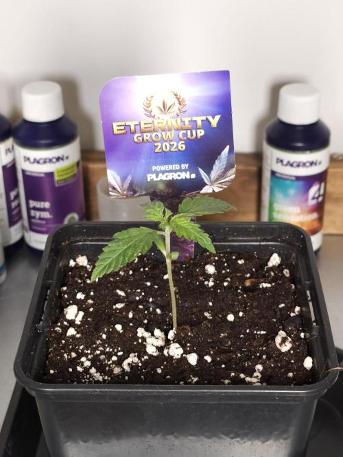Eternity Grow Cup 2026. Week 1