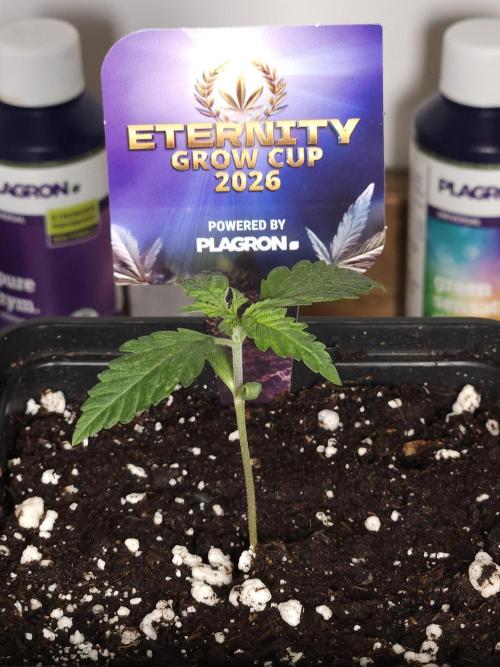 Eternity Grow Cup 2026. Week 1