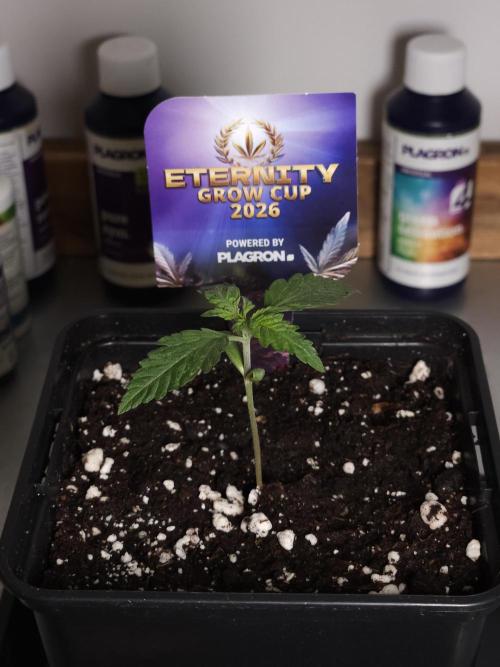 Eternity Grow Cup 2026. Week 1