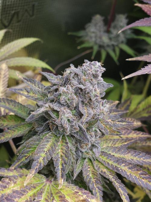 Dulce De Gas. Week 12