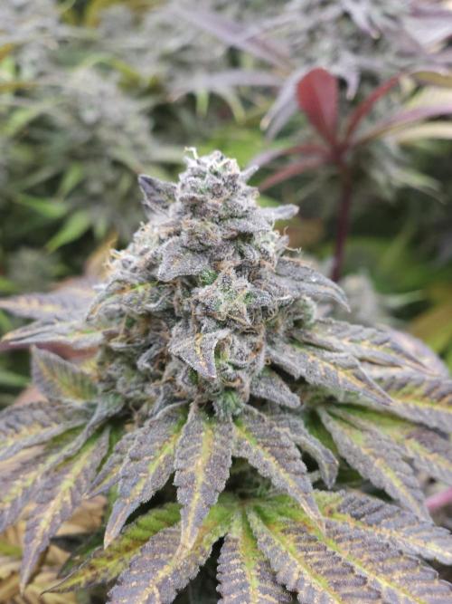 Dulce De Gas. Week 12