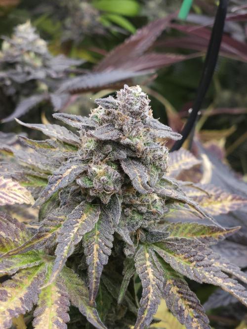 Dulce De Gas. Week 12