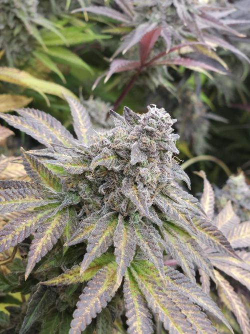 Dulce De Gas. Week 12