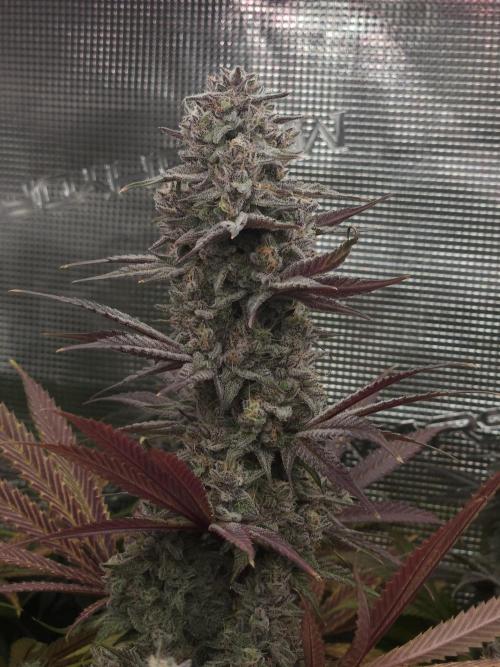 Solfire Gardens - Barf Breath. Week 12