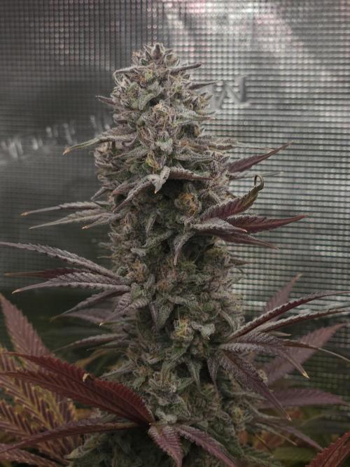 Solfire Gardens - Barf Breath. Week 12