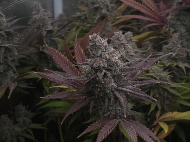 Solfire Gardens - Barf Breath. Week 12