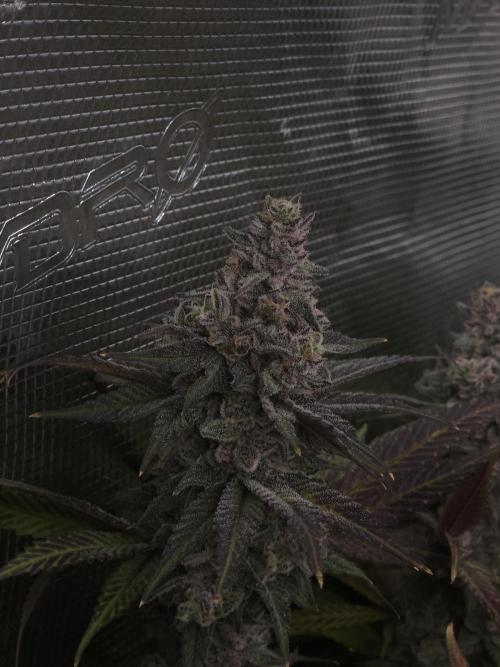 Solfire Gardens - Barf Breath. Week 12