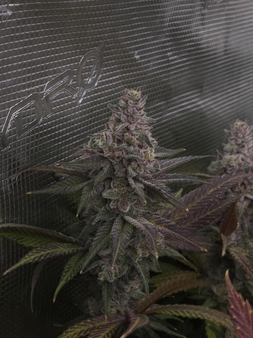 Solfire Gardens - Barf Breath. Week 12