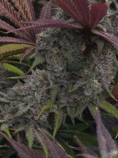 Solfire Gardens - Barf Breath. Week 12