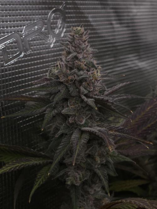 Solfire Gardens - Barf Breath. Week 12