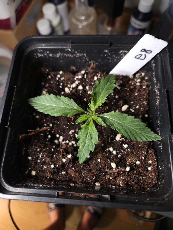 Berry Crusher. Week 1 - D7