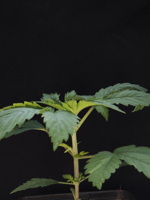 Eternity Grow Cup 2026. Week 2