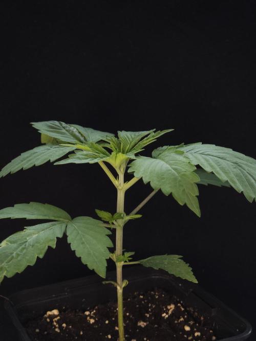 Eternity Grow Cup 2026. Week 2