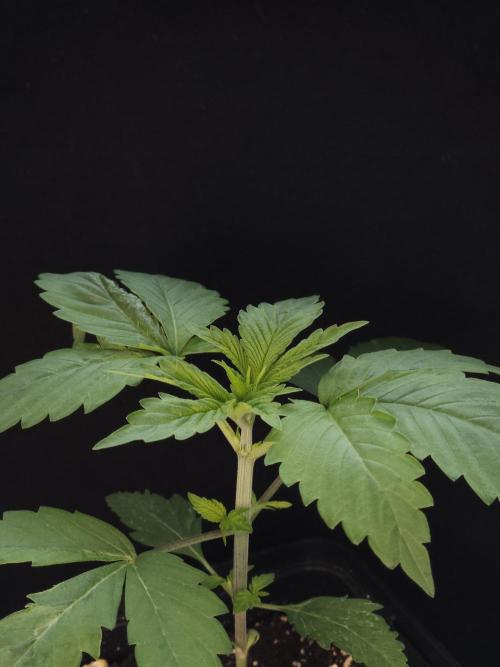 Eternity Grow Cup 2026. Week 2