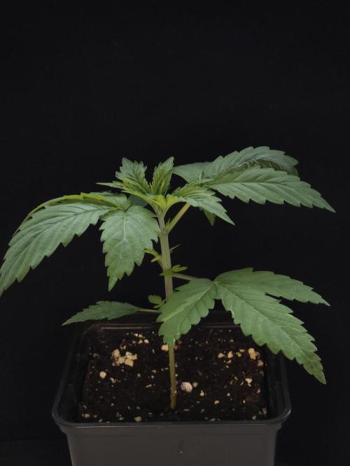 Eternity Grow Cup 2026. Week 2