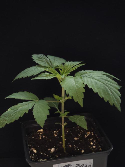 Eternity Grow Cup 2026. Week 2