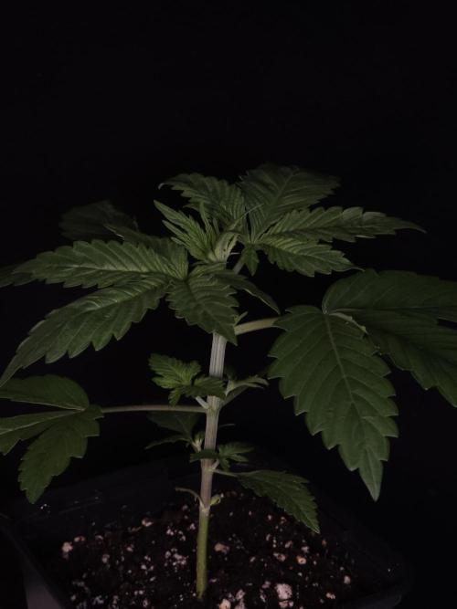 Eternity Grow Cup 2026. Week 2