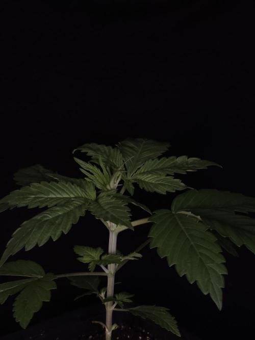 Eternity Grow Cup 2026. Week 2