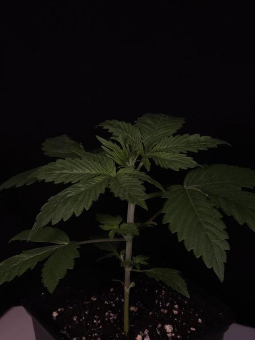 Eternity Grow Cup 2026. Week 2