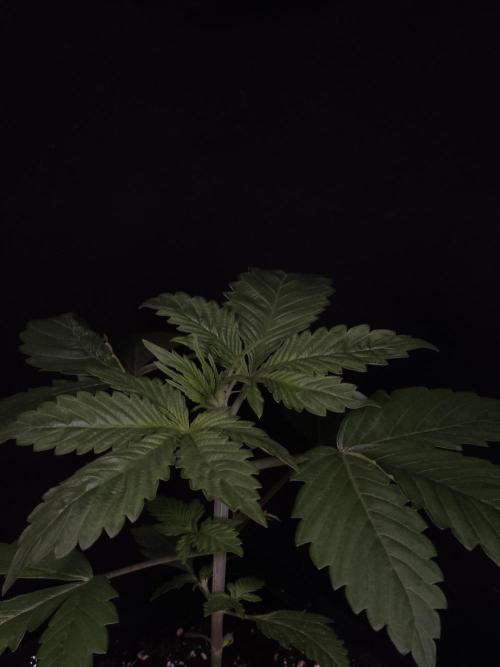 Eternity Grow Cup 2026. Week 2