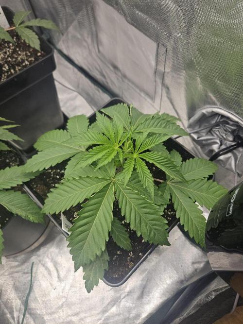 Berry Crusher. Week 2