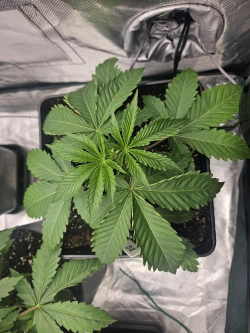 Berry Crusher. Week 2