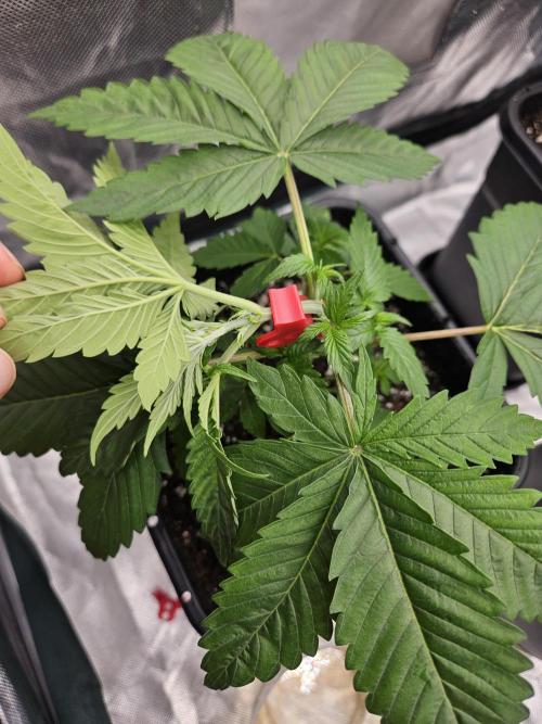 Eternity Grow Cup 2026. Week 3