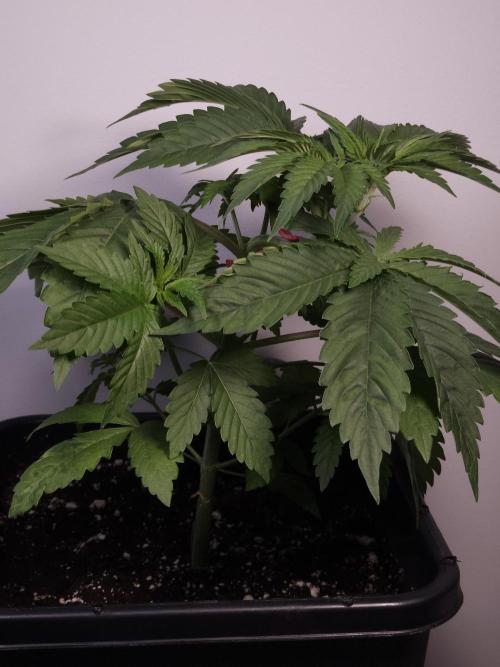 Eternity Grow Cup 2026. Week 3