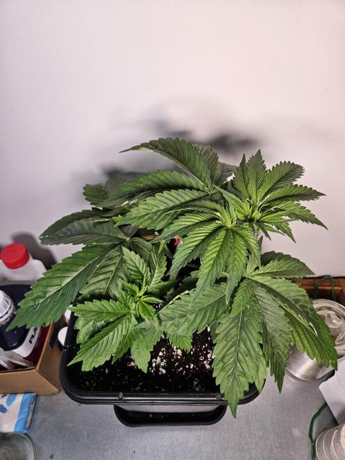 Eternity Grow Cup 2026. Week 3