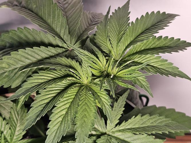 Eternity Grow Cup 2026. Week 3