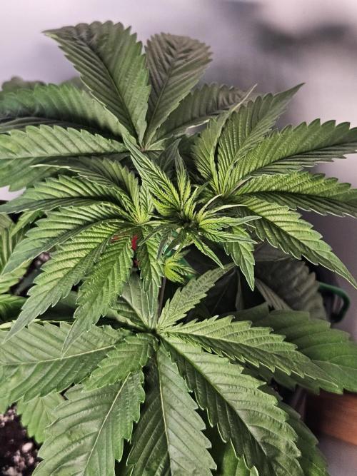 Eternity Grow Cup 2026. Week 3