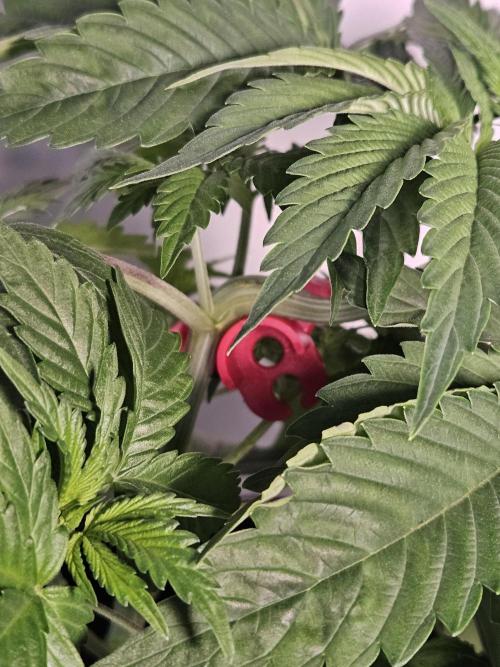 Eternity Grow Cup 2026. Week 3