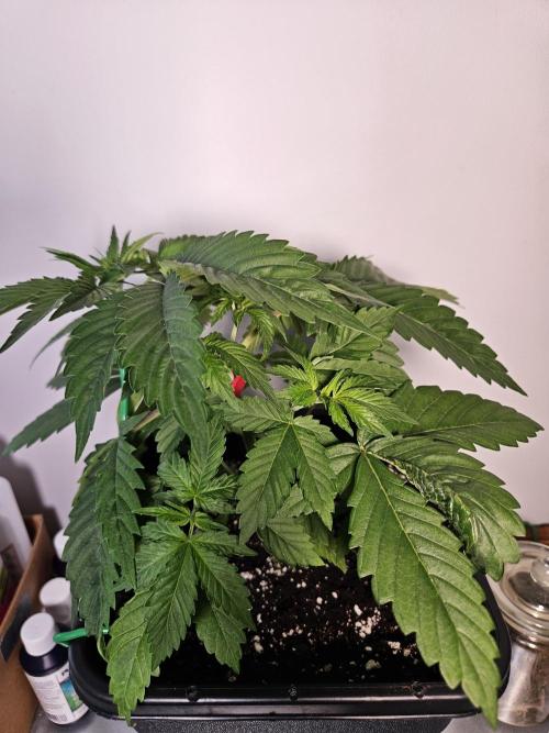 Eternity Grow Cup 2026. Week 3