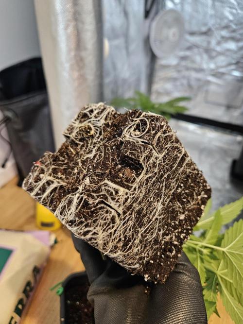 Eternity Grow Cup 2026. Week 3