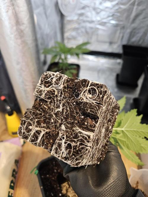 Eternity Grow Cup 2026. Week 3