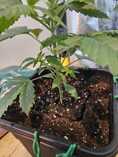 Eternity Grow Cup 2026. Week 3