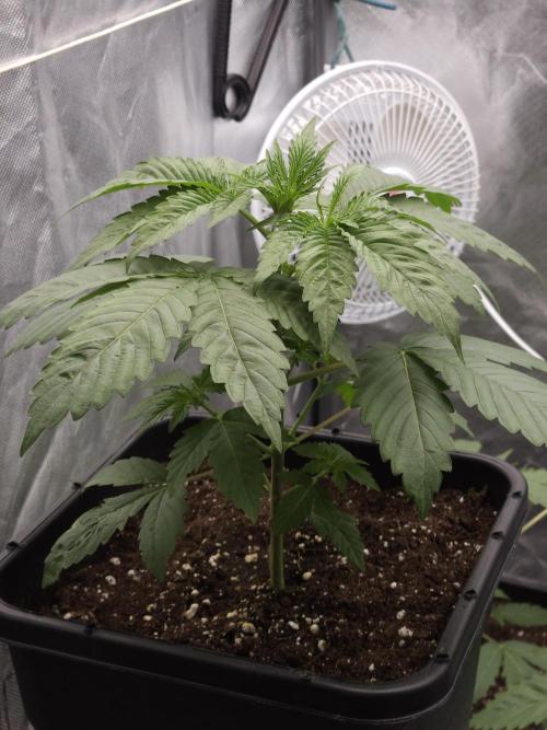 Eternity Grow Cup 2026. Week 3