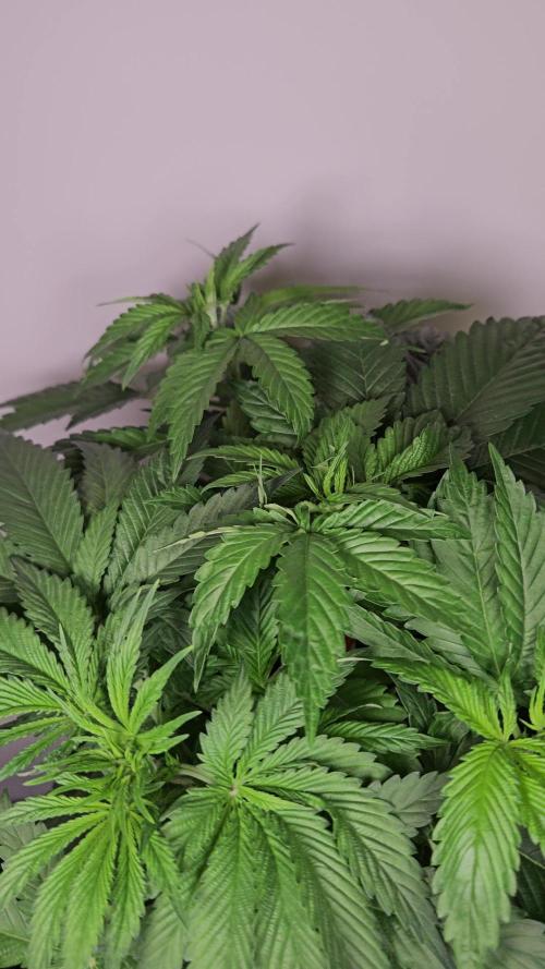 Eternity Grow Cup 2026