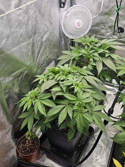 Eternity Grow Cup 2026. Week 4