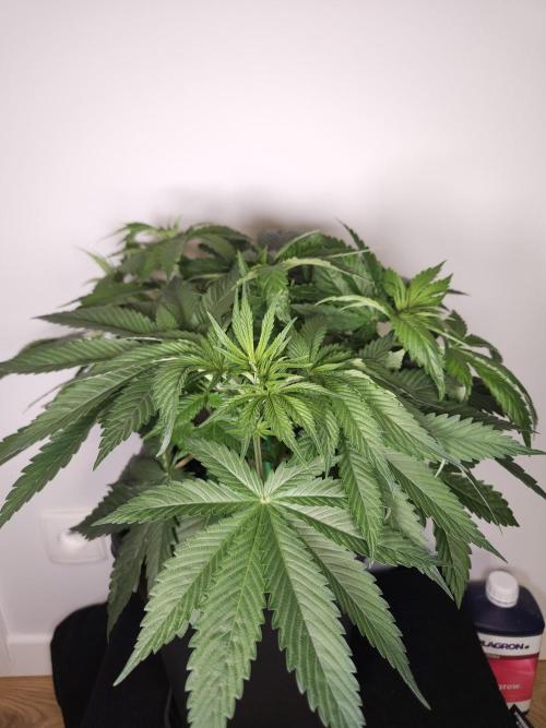 Eternity Grow Cup 2026. Week 4